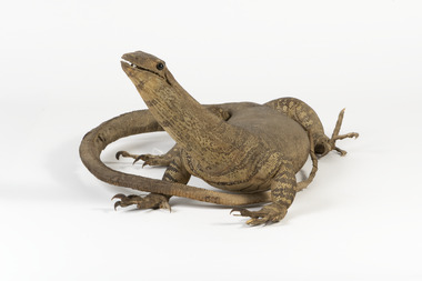 Animal specimen - Goanna, Trustees of the Australian Museum, 1860-1880