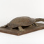 Australian Snake-Necked Turtle standing on a wooden platform.