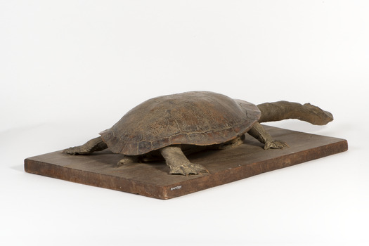 Australian Snake-Necked Turtle standing on a wooden platform.