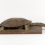 Australian Snake-Necked Turtle standing on a wooden platform.