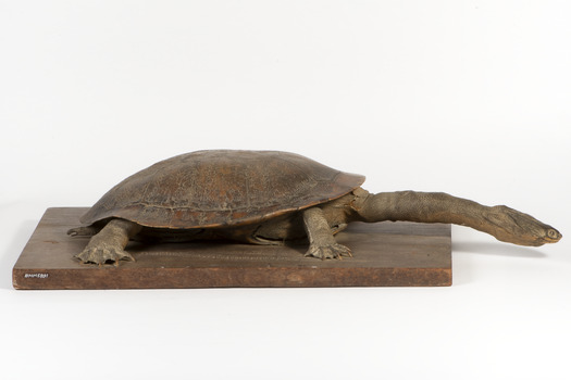 Australian Snake-Necked Turtle standing on a wooden platform.