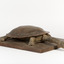 Australian Snake-Necked Turtle standing on a wooden platform.