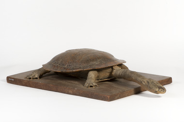 Australian Snake-Necked Turtle standing on a wooden platform.