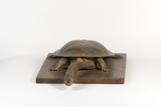 Australian Snake-Necked Turtle standing on a wooden platform.
