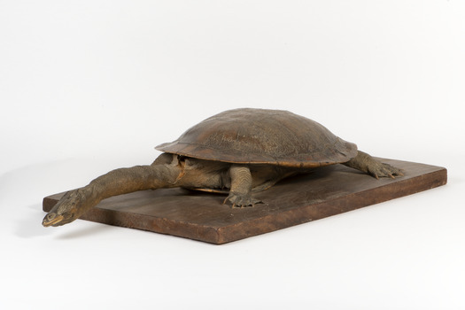 Australian Snake-Necked Turtle standing on a wooden platform.