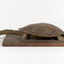 Australian Snake-Necked Turtle standing on a wooden platform.