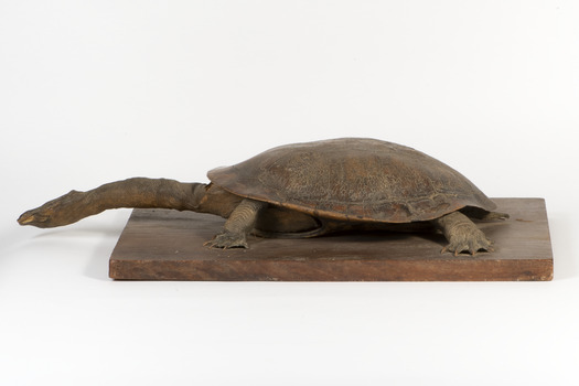 Australian Snake-Necked Turtle standing on a wooden platform.