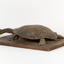 Australian Snake-Necked Turtle standing on a wooden platform.