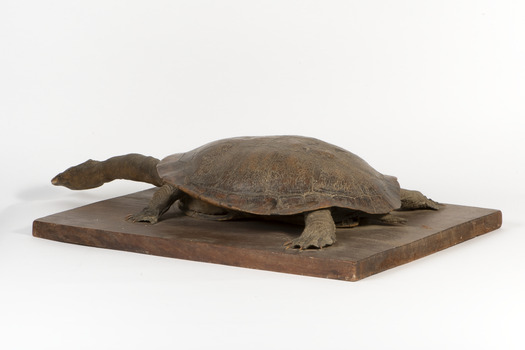 Australian Snake-Necked Turtle standing on a wooden platform.