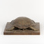 Australian Snake-Necked Turtle standing on a wooden platform.