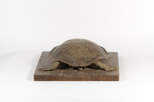 Australian Snake-Necked Turtle standing on a wooden platform.
