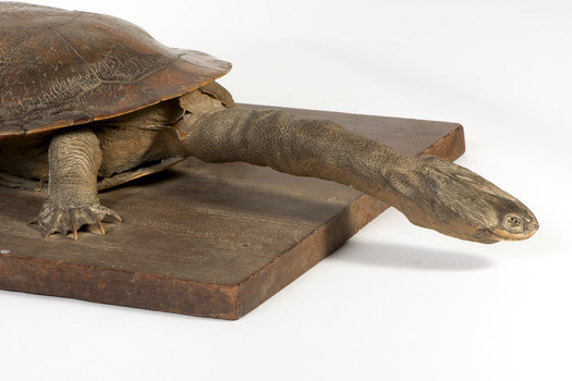 Australian Snake-Necked Turtle standing on a wooden platform.