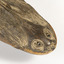 Close-up of the face of the Snake-Necked Turtle