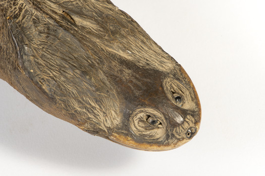 Close-up of the face of the Snake-Necked Turtle