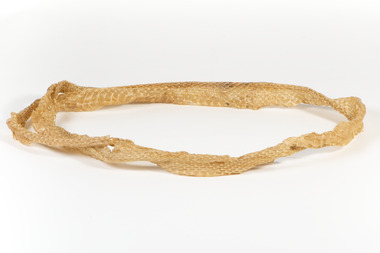 Animal specimen - Snake Skin, Trustees of the Australian Museum, 1860-1880