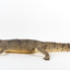 Freshwater Crocodile standing front on and facing forwards 