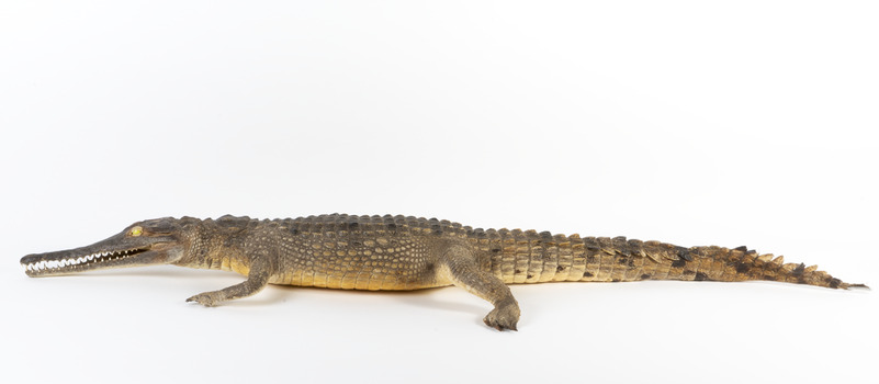 Freshwater Crocodile standing front on and facing forwards 