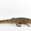 Freshwater Crocodile standing front on and facing forwards 