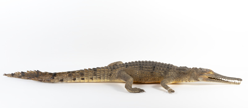 Freshwater Crocodile standing front on and facing forwards 