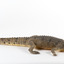 Freshwater Crocodile standing front on and facing forwards 