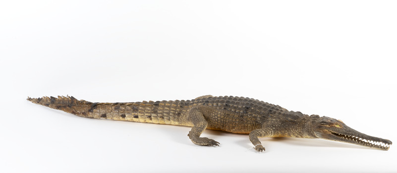 Freshwater Crocodile standing front on and facing forwards 