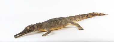 Freshwater Crocodile standing front on and facing forwards 