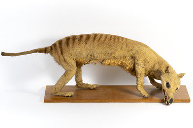 Animal specimen - Thylacine, Reynell Eveleigh Johns, 1860-1880