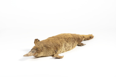 Animal specimen - Platypus, Trustees of the Australian Museum, 1860-1880