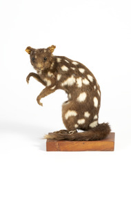 Animal specimen - Eastern quoll, Trustees of the Australian Museum, 1860-1880