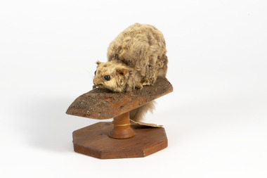 Animal specimen - Krefft's glider, Trustees of the Australian Museum, 1860-1880