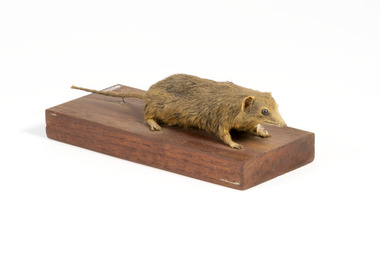 Animal specimen - Dusky Antechinus, Trustees of the Australian Museum, 1860-1880