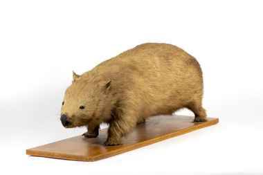 Animal specimen - Wombat, Trustees of the Australian Museum, 1860-1880