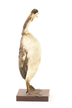Great crested grebe standing towards the left