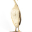 A great crested grebe standing towards the right and looking to the front