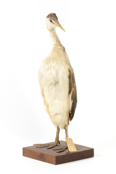 A great crested grebe standing towards the right and looking to the front
