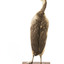 A great crested grebe facing the back and looking towards the left