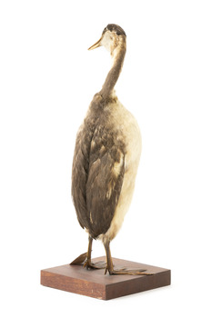 A great crested grebe standing back right and facing left 