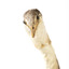 Close up of the great crested grebe face (front)