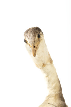 Close up of the great crested grebe face (front)