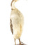 A great crested grebe facing front right and looking towards the left