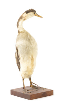A great crested grebe facing front right and looking towards the left