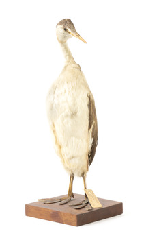 A great crested grebe standing front left and looking forwards