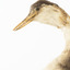 Close up of the great crested grebe (face left side)