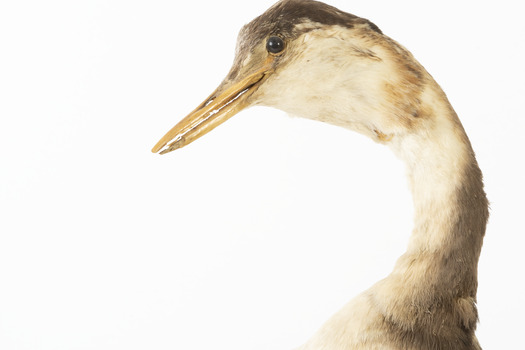 Close up of the great crested grebe (face left side)