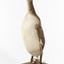 A Red-Necked grebe standing towards the left