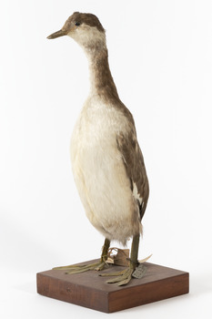 A Red-Necked grebe standing towards the left