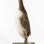 A Red-Necked grebe standing to the left
