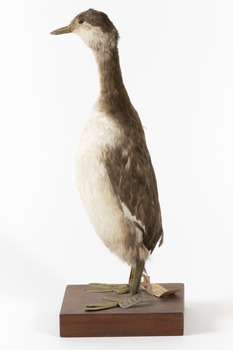 A Red-Necked grebe standing to the left