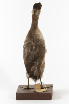 Rear of a Red-Necked Grebe