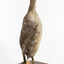 Rear of a Red-Necked Grebe facing right